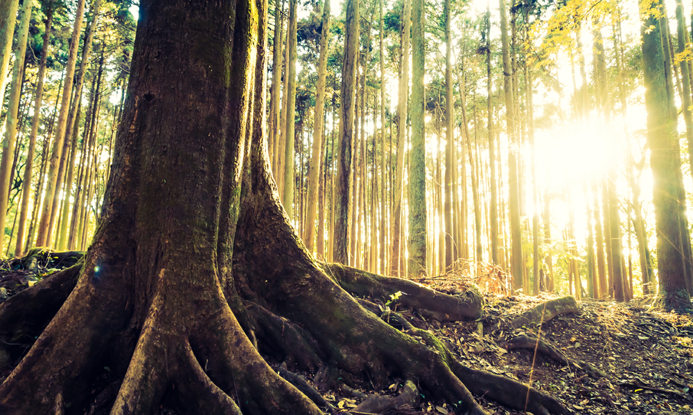 Timber Supplier Malaysia | Accoya Wood Malaysia | Wood Supplier Malaysia